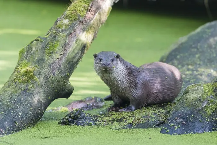 Framed Print : European otter (Lutra lutra), Lower Saxony