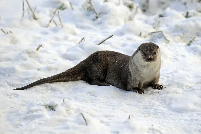 Framed Print : European Otter (Lutra lutra) in its natural habitat