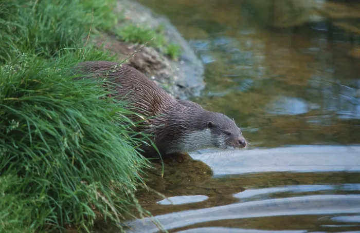 Framed Print : European Otter (Lutra lutra), River Otter
