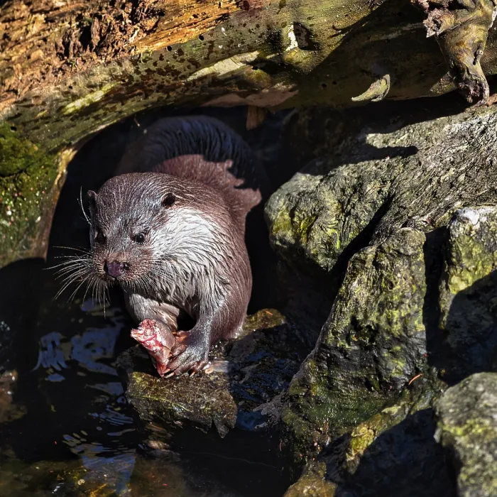 Framed Print : European otter (Lutra lutra) on rocks at pond