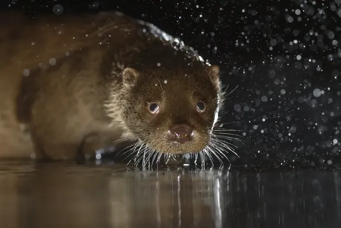 Framed Print : European otter (Lutra lutra) shaking water off coat