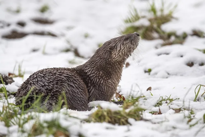 Framed Print : European otter (Lutra lutra) in the snow