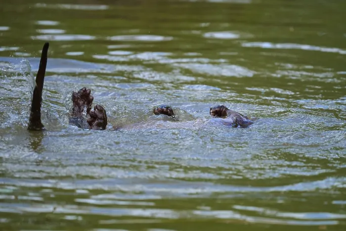 Framed Print : European otter (Lutra lutra), swimming playfully on its back in the water