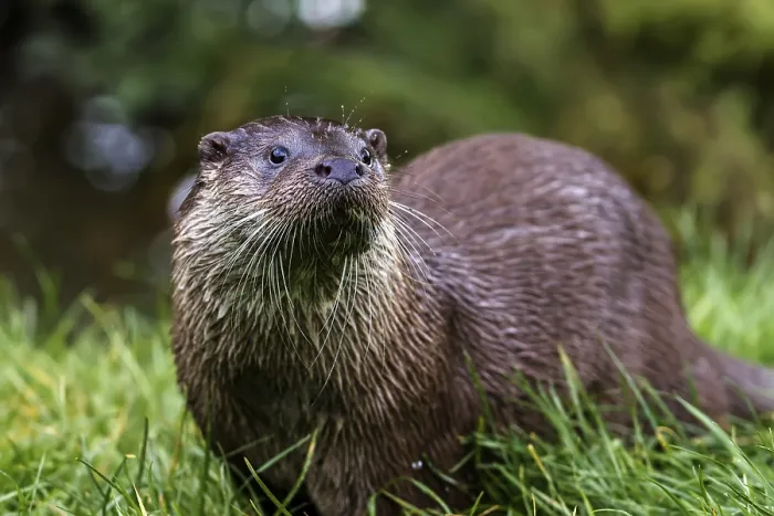 Framed Print : European Otter (Lutra lutra) UK Framed Print : European Otter (Lutra lutra) UK