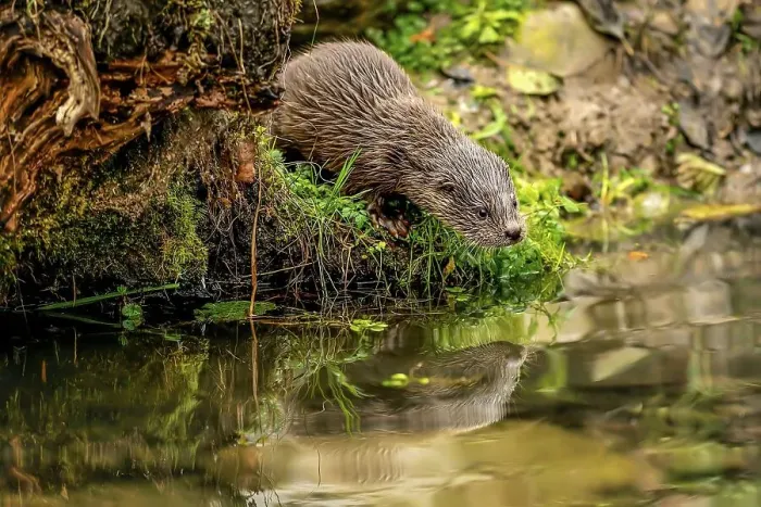 Framed Print : European otter (Lutra lutra), young animal standing on the bank of a pond
