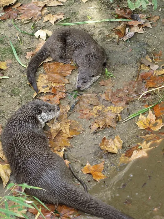 Framed Print : Two European otter playing, endangered species