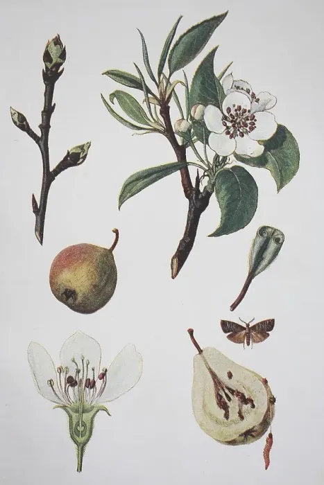Framed Print : European pear (Pyrus communis) Framed Print : European pear (Pyrus communis)