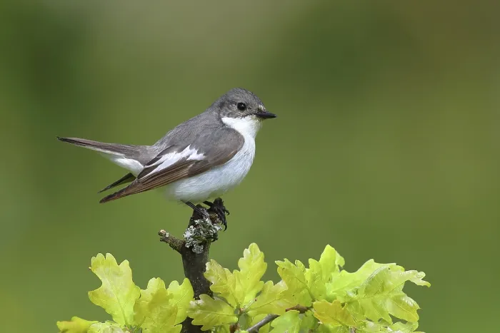 Framed Print : European Pied Flycatcher (Ficedula hypoleuca)