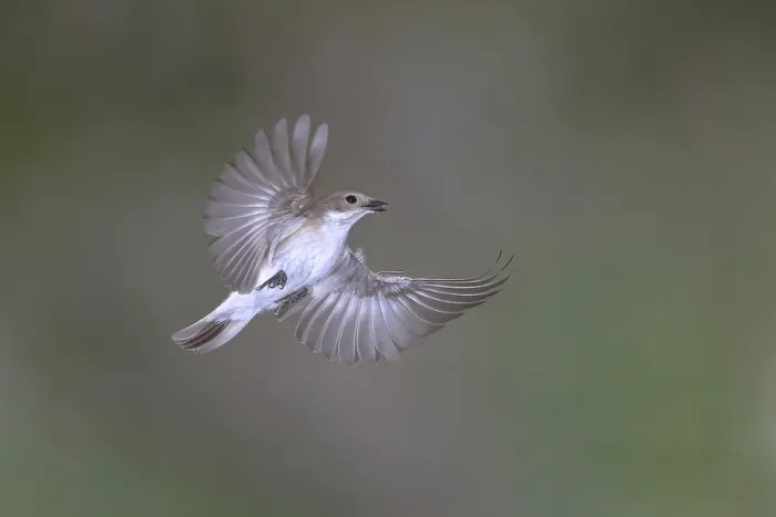 Framed Print : European Pied Flycatcher (Ficedula hypoleuca)