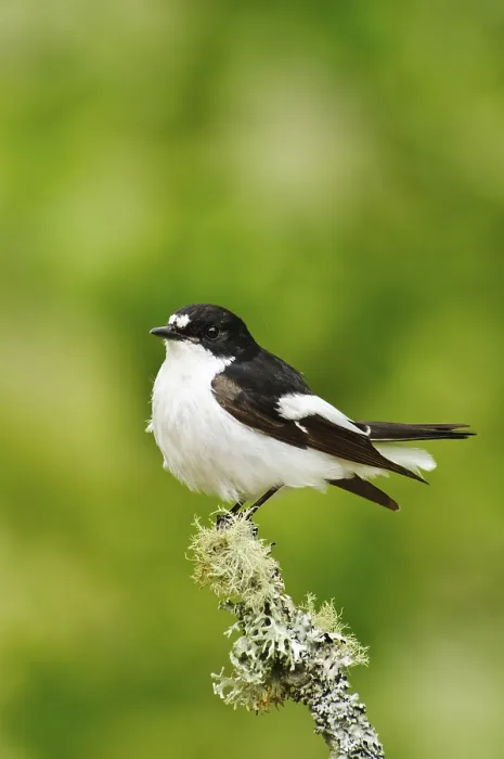 Framed Print : European pied flycatcher (Ficedula hypoleuca)