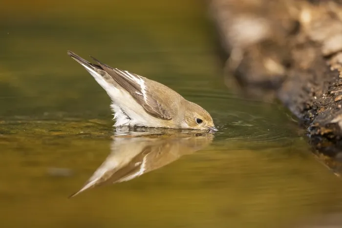 Framed Print : European Pied Flycatcher (Ficedula hypoleuca) bathing at a water pool