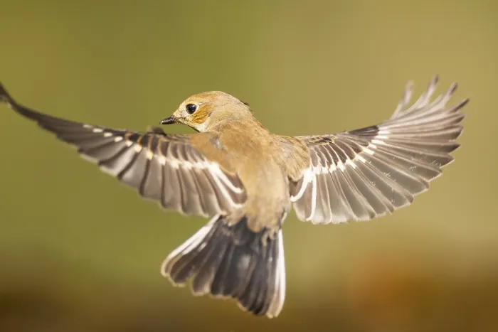 Framed Print : European Pied Flycatcher (Ficedula hypoleuca) in flight at a water pool