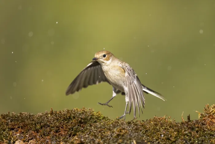 Framed Print : European Pied Flycatcher (Ficedula hypoleuca) in flight at a water pool Framed Print : European Pied Flycatcher (Ficedula hypoleuca) in flight at a water pool