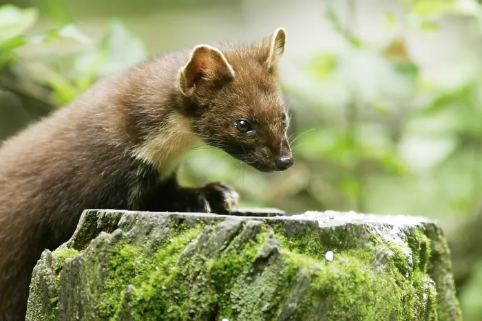 Framed Print : European pine marten (Martes martes)