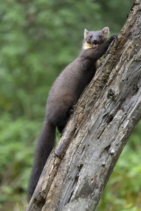 Framed Print : European pine marten (Martes martes) Framed Print : European pine marten (Martes martes)