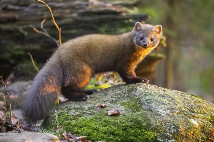 Framed Print : European pine marten (Martes martes) in a forest in autumn