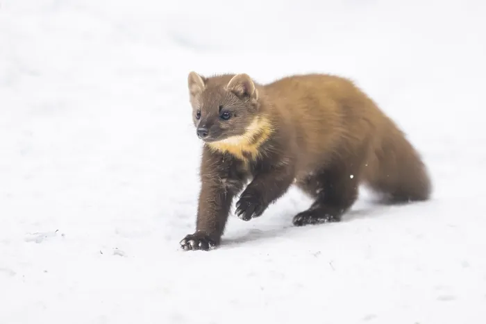 Framed Print : European pine marten (Martes martes) running in the snow in winter