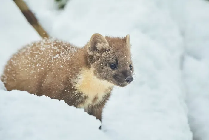 Framed Print : European pine marten (Martes martes) in the snow in winter Framed Print : European pine marten (Martes martes) in the snow in winter