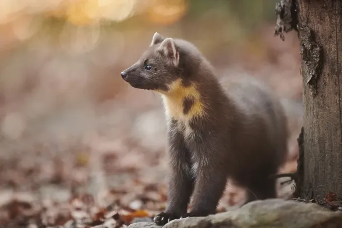 Framed Print : European pine marten (Martes martes) standing on the ground