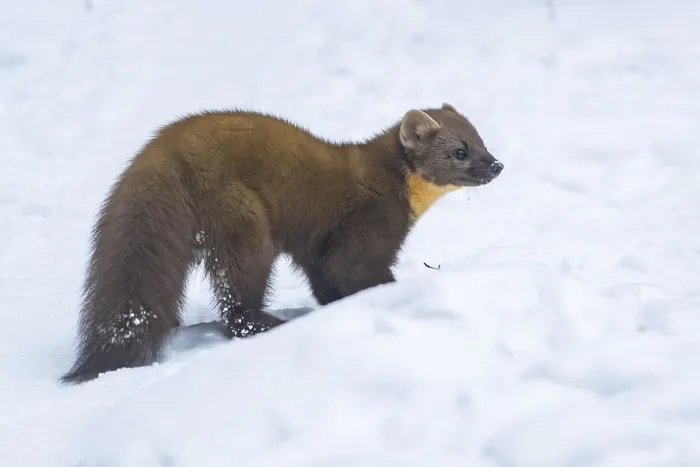 Framed Print : European pine marten (Martes martes) standing in the snow in winter