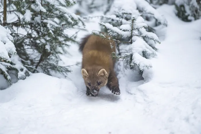 Framed Print : European pine marten (Martes martes) standing in the snow in winter