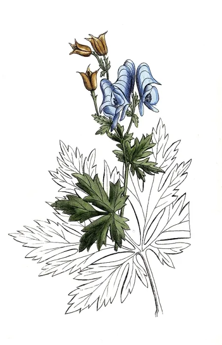 Framed Print : European poisonous plants, Aconitum nasutum