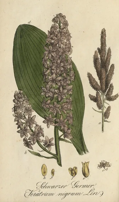 Framed Print : European poisonous plants, Black False Hellebore Framed Print : European poisonous plants, Black False Hellebore