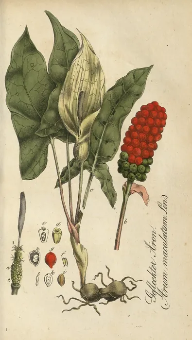 Framed Print : European poisonous plants, common arum