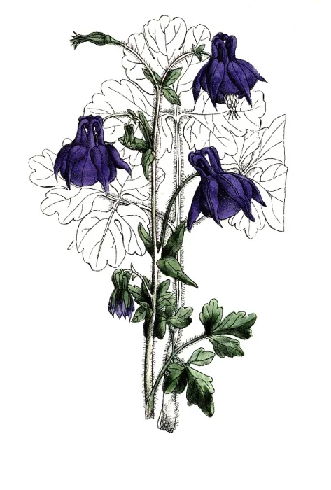 Framed Print : European poisonous plants, common columbine or common columbine