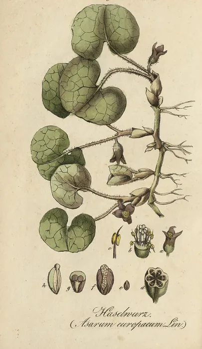 Framed Print : European poisonous plants, common hazelwort