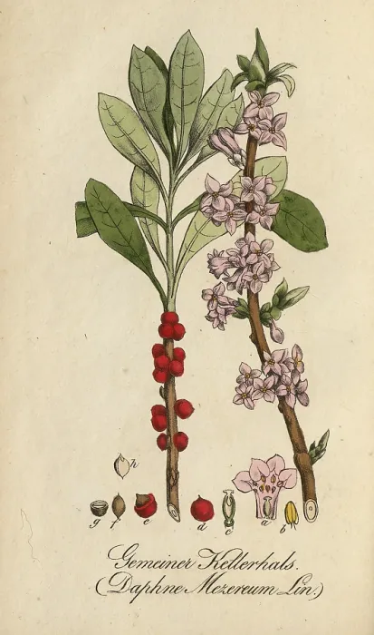 Framed Print : European poisonous plants, Daphne mezereum Framed Print : European poisonous plants, Daphne mezereum