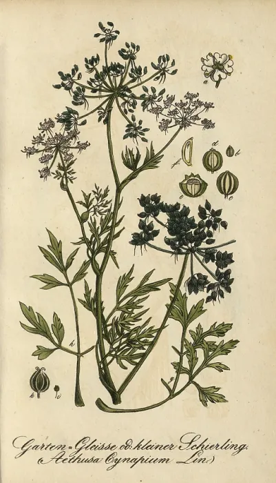 Framed Print : European poisonous plants, dog parsley