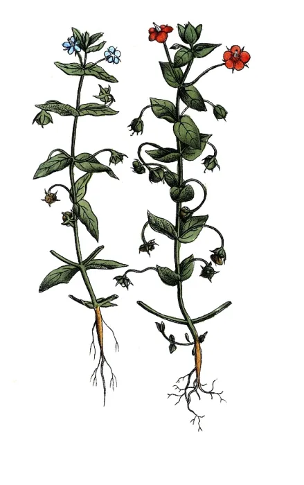 Framed Print : European poisonous plants, field gauchheil Framed Print : European poisonous plants, field gauchheil