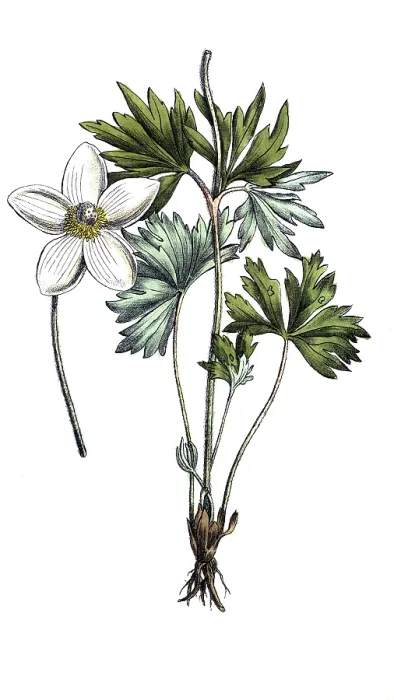 Framed Print : European poisonous plants, forest anemone sylvestris Framed Print : European poisonous plants, forest anemone sylvestris