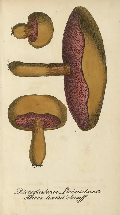 Framed Print : European poisonous plants, Lurid bolete