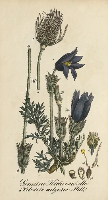 Framed Print : European poisonous plants, Pasque flower