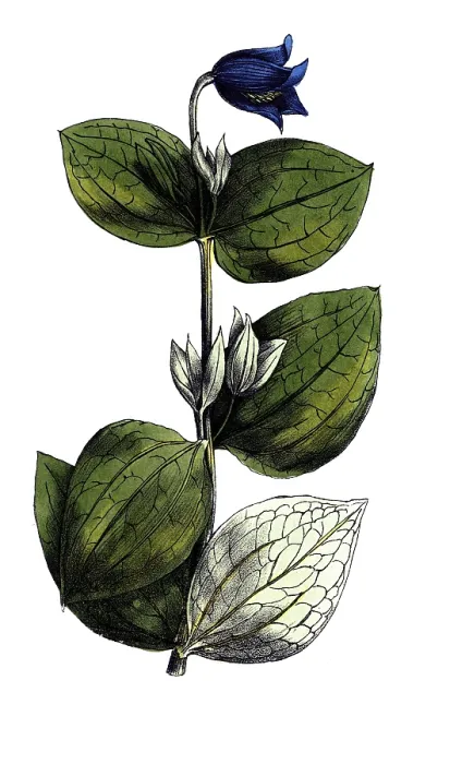 Framed Print : European poisonous plants, perennial clematis