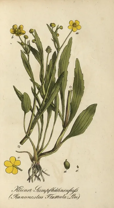 Framed Print : European poisonous plants, Ranunculus flammula