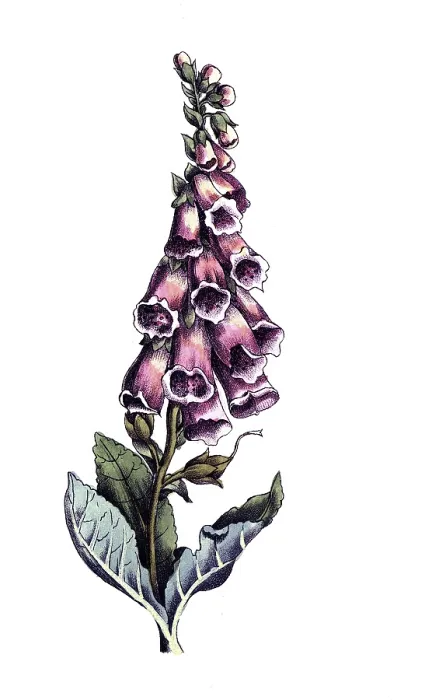 Framed Print : European poisonous plants, red foxglove
