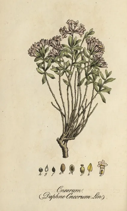 Framed Print : European poisonous plants, rosemary daphne