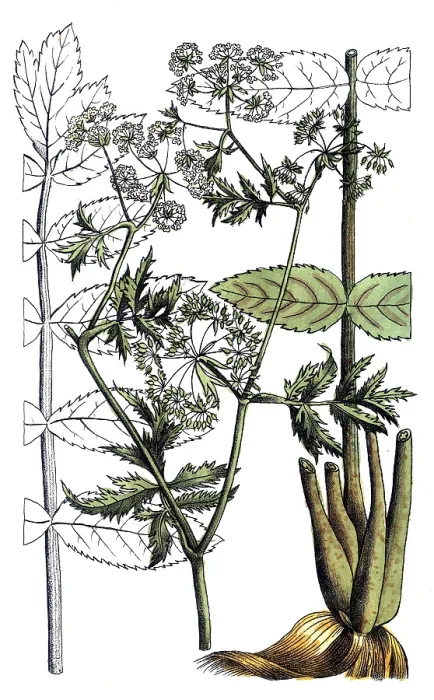 Framed Print : European poisonous plants, Sium angustifolium L