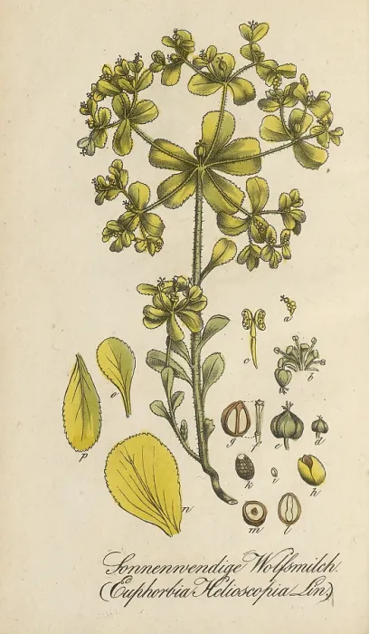 Framed Print : European poisonous plants, Solstice spurge