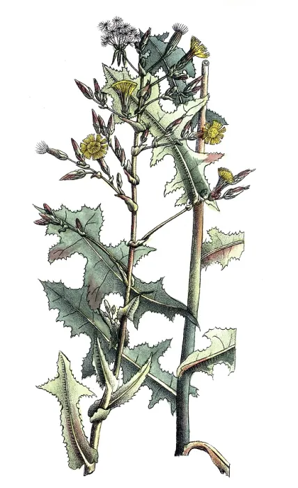 Framed Print : European poisonous plants, spiny lettuce