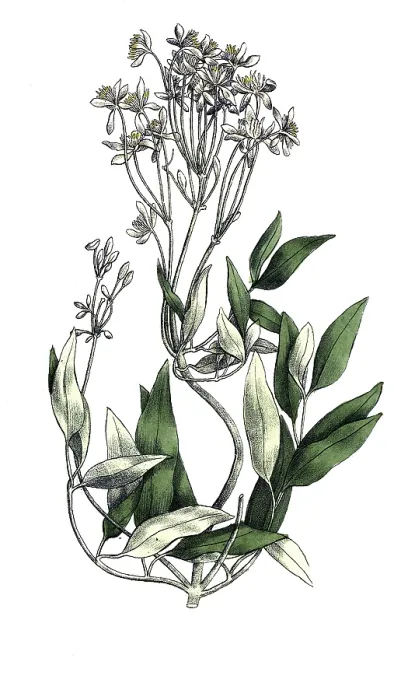 Framed Print : European poisonous plants, upright clematis Framed Print : European poisonous plants, upright clematis