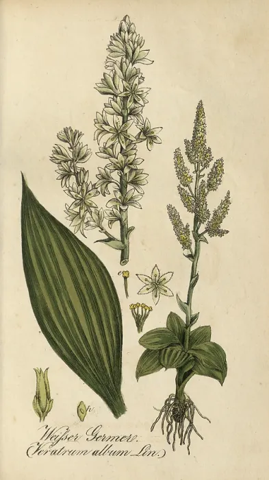 Framed Print : European poisonous plants, White False Helleborne
