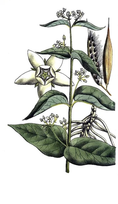 Framed Print : European poisonous plants, white swallowwort Framed Print : European poisonous plants, white swallowwort