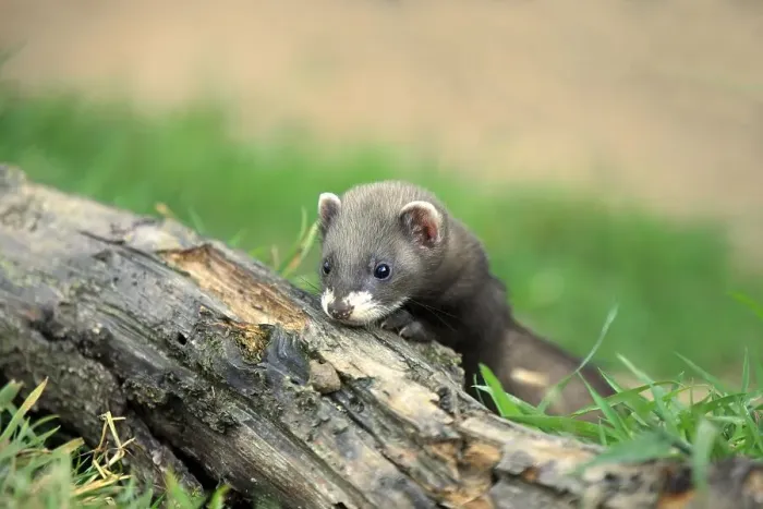 Framed Print : European Polecat (Mustela putorius)