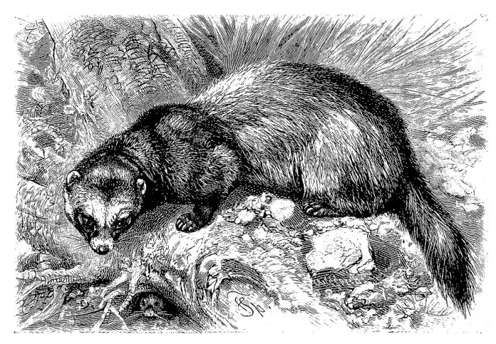 Framed Print : European polecat (Mustela putorius) Framed Print : European polecat (Mustela putorius)