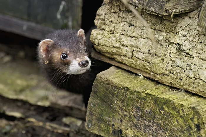 Framed Print : European polecat (Mustela putorius)