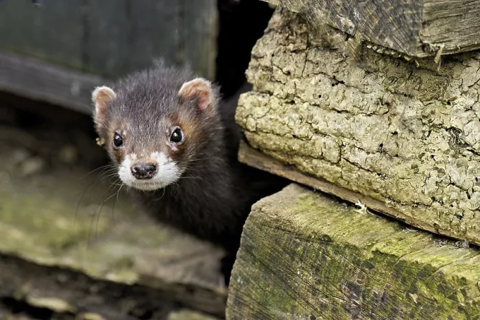 Framed Print : European polecat (Mustela putorius)